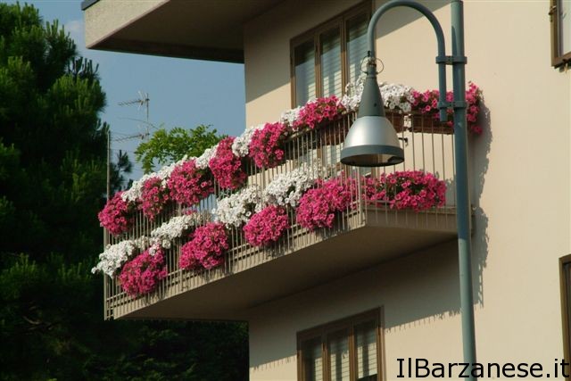 1° Premio Balcone Fiorito Mariangela Perego