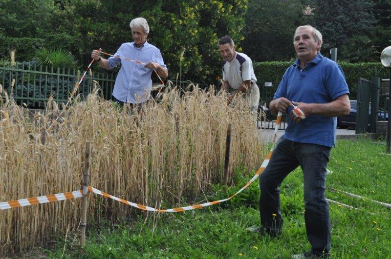 Il nastro viene tolto per procedere alla mietitura