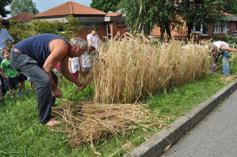 Inizia il taglio del grano