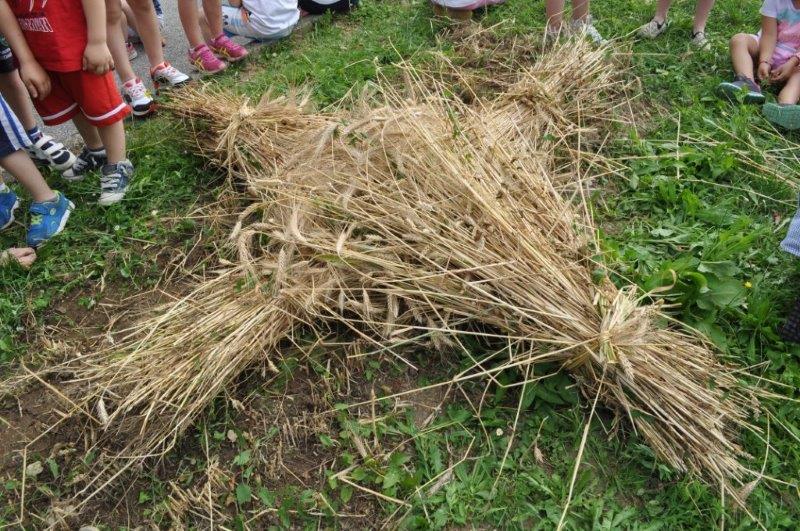  I mazzi di grano legati con le stesse spighe